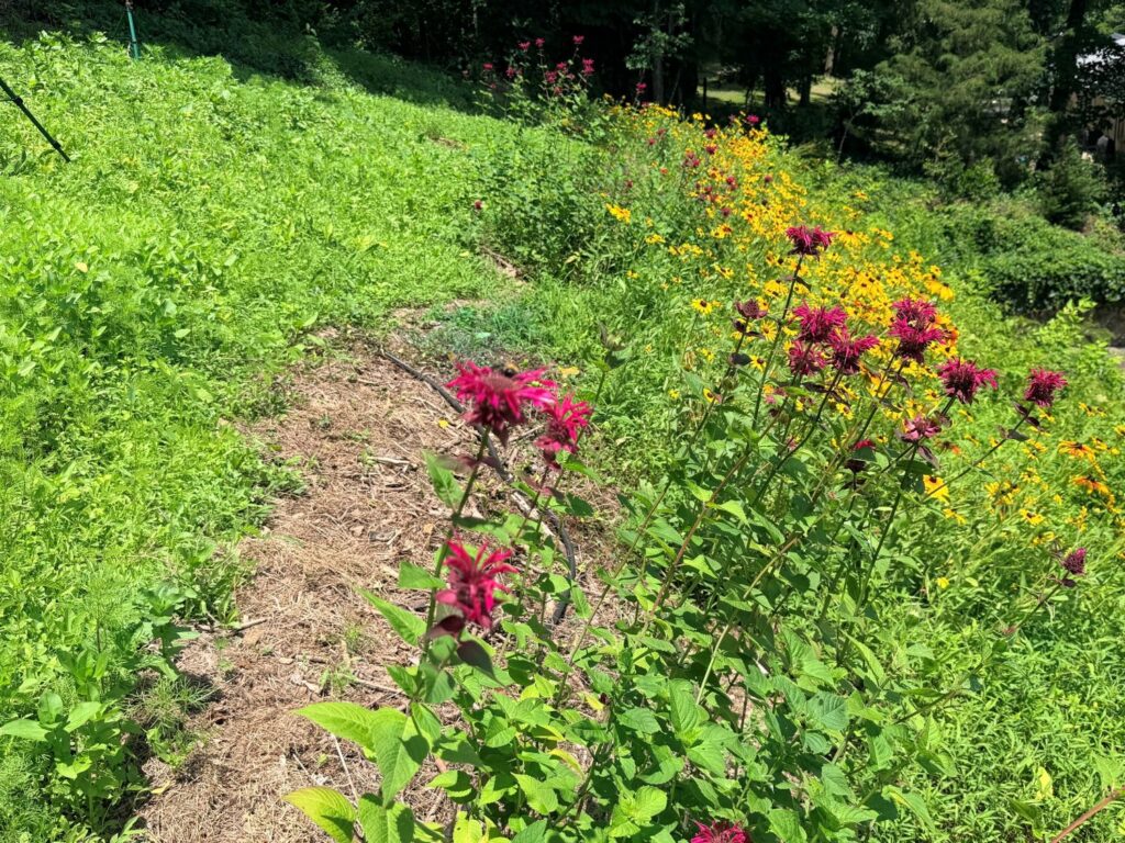 Bee balm and black-eyed Susans blooming together along a hillside pollinator garden, with a bumblebee working the flowers