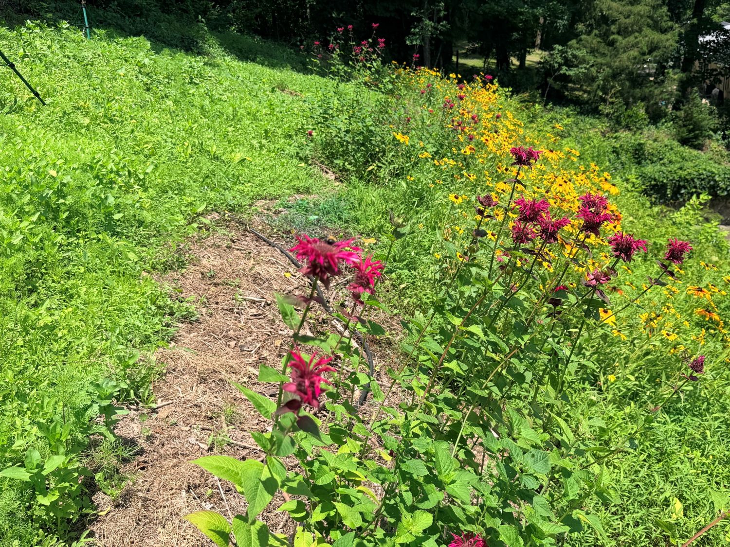 Bee balm and black-eyed Susans blooming together along a hillside pollinator garden, with a bumblebee working the flowers