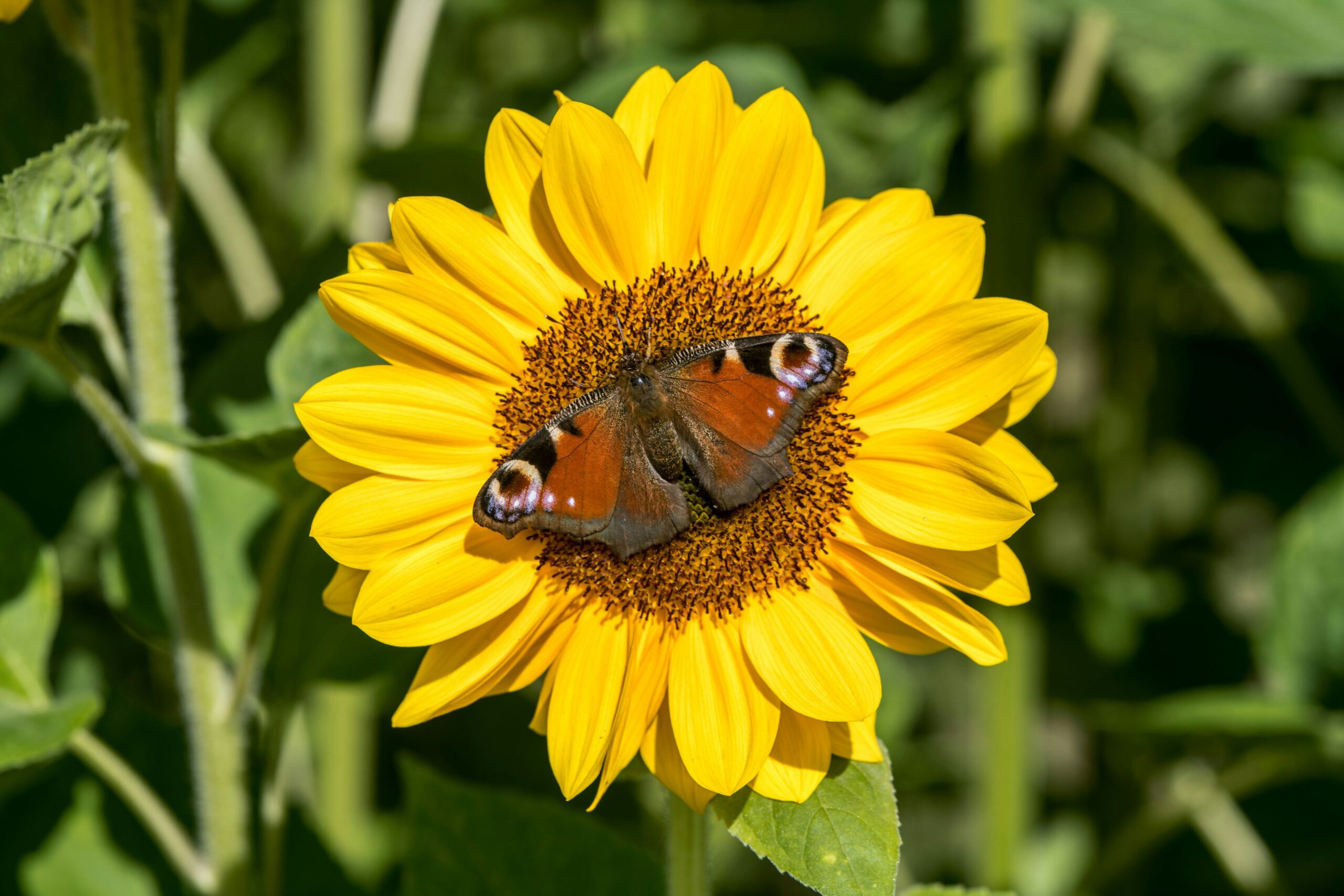 Butterfly resting on a yellow sunflower in a sunny garden