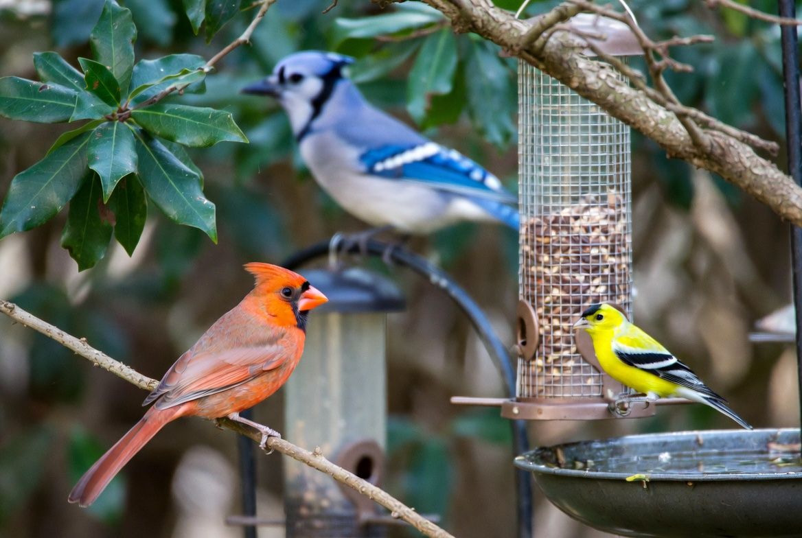 Northern Cardinal, American Goldfinch, and Blue Jay near backyard feeders and a birdbath