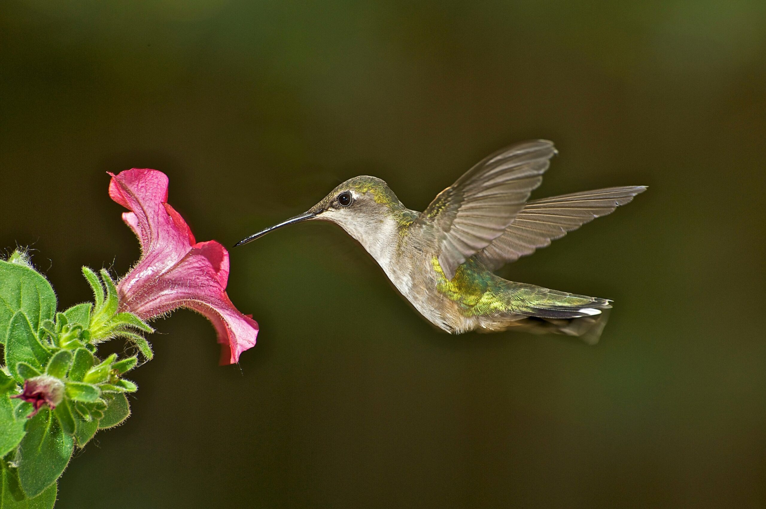 Hummingbird flying near a pink flower