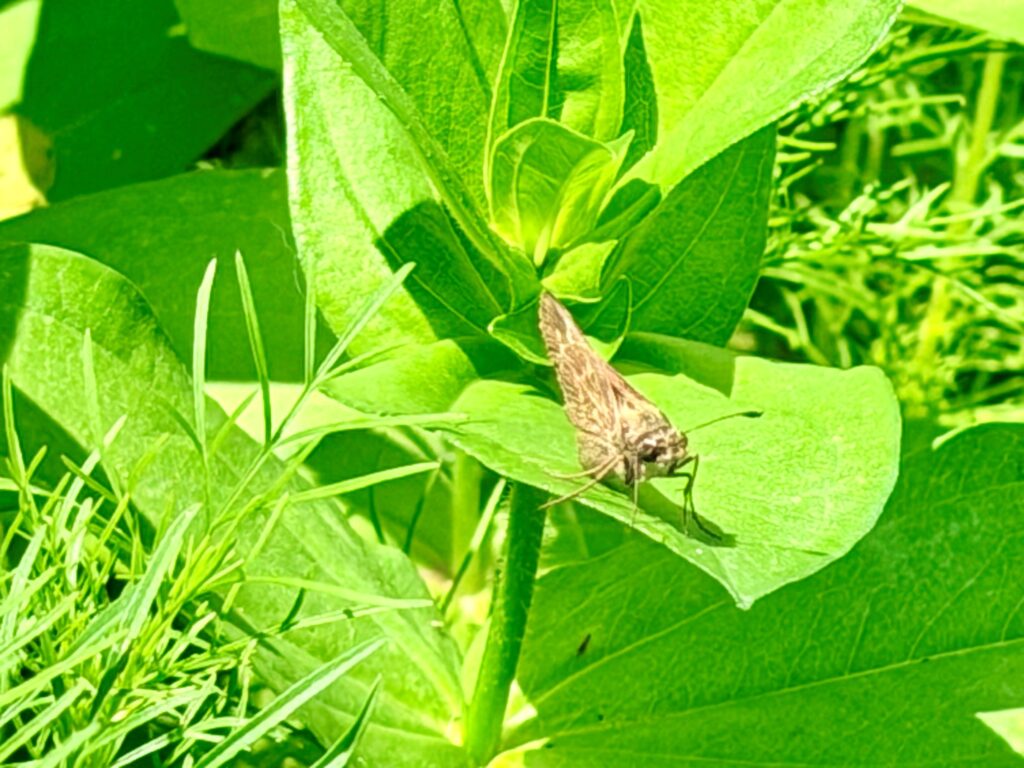 Skipper on Zinnia