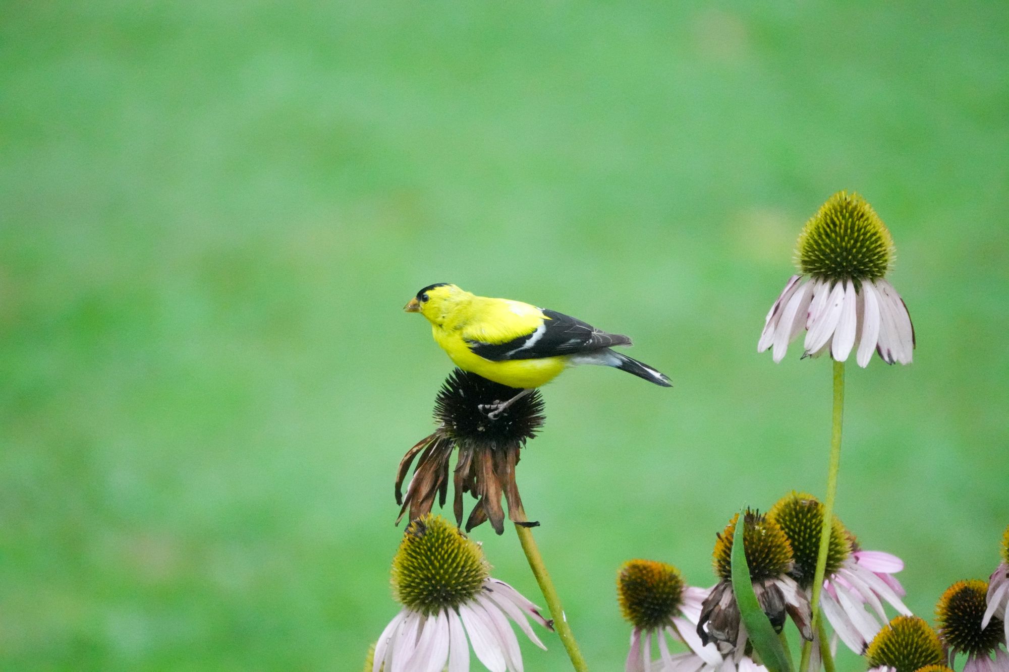 American Goldfinch feeding on coneflower seed heads