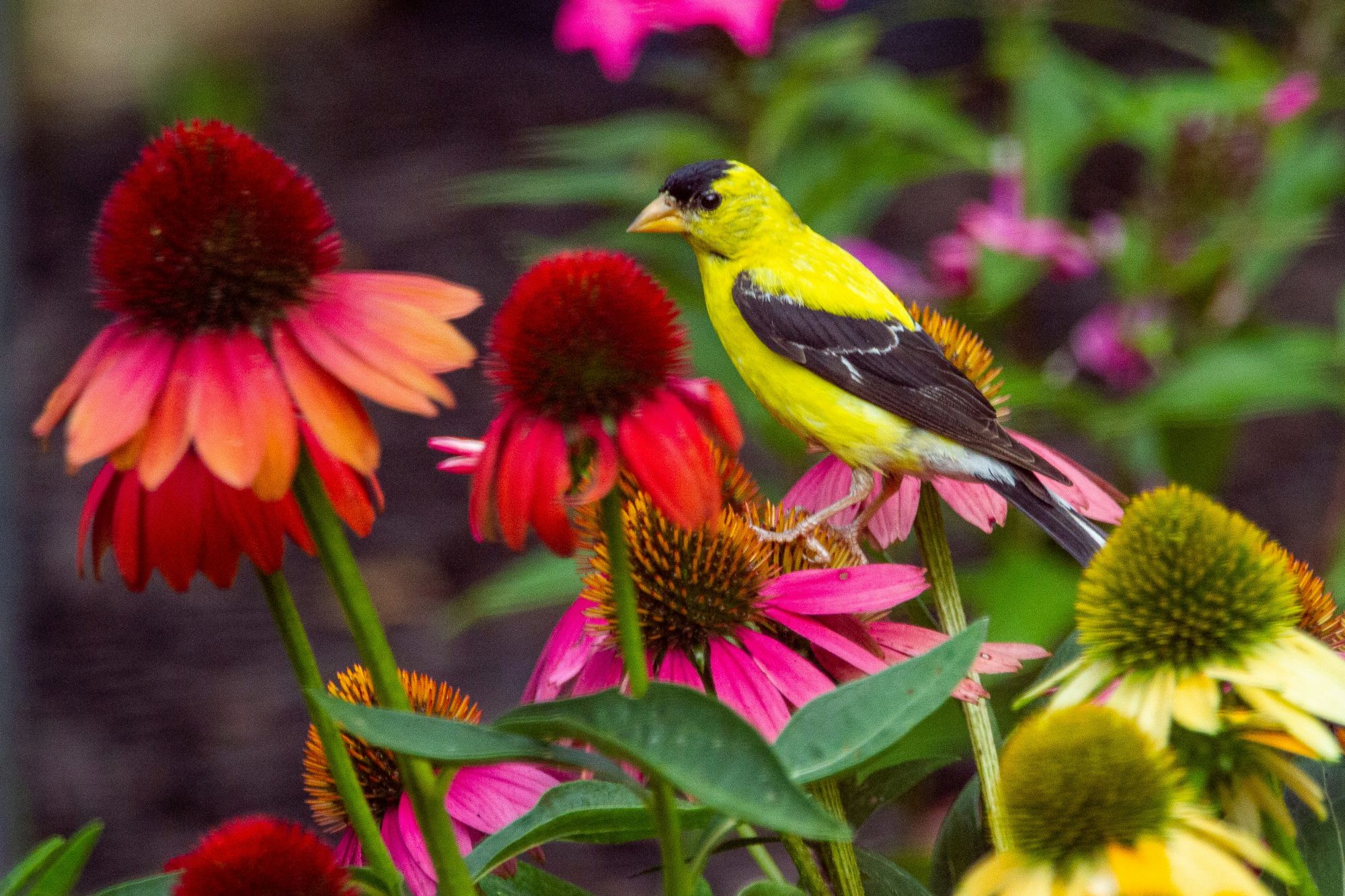 American Goldfinch perched on colorful coneflowers in a backyard garden