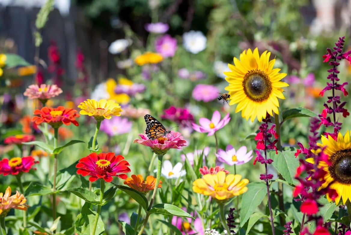 Butterfly and bee visiting annual flowers in a summer pollinator garden