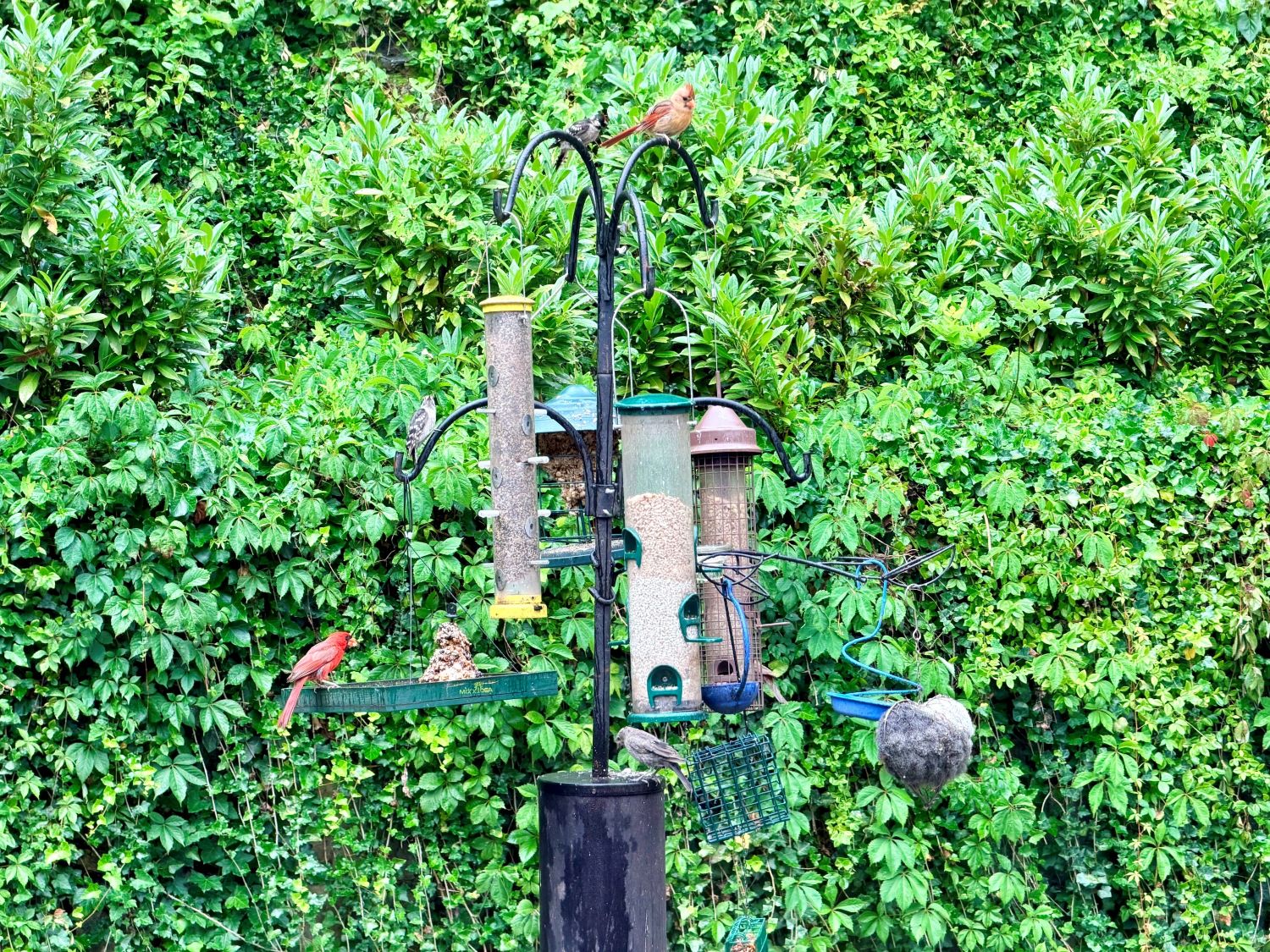 Backyard bird feeder station with fresh seed for attracting birds