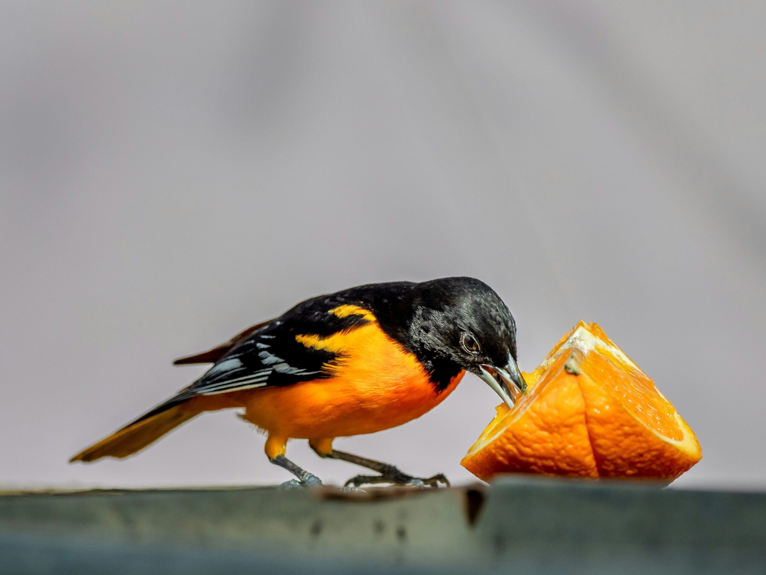 Baltimore Oriole eating an orange half at a backyard feeder