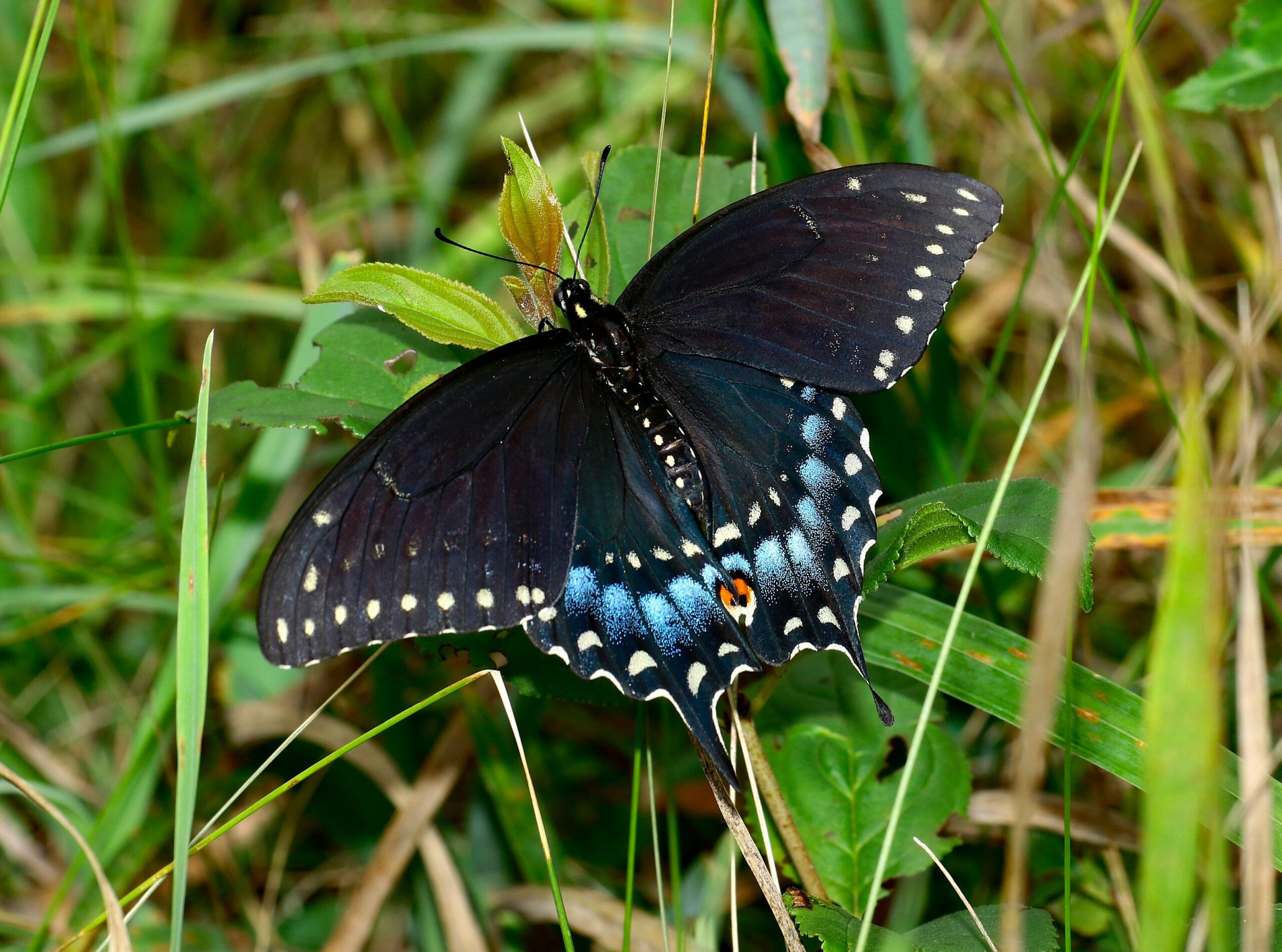Black swallowtail butterfly resting on a green plant