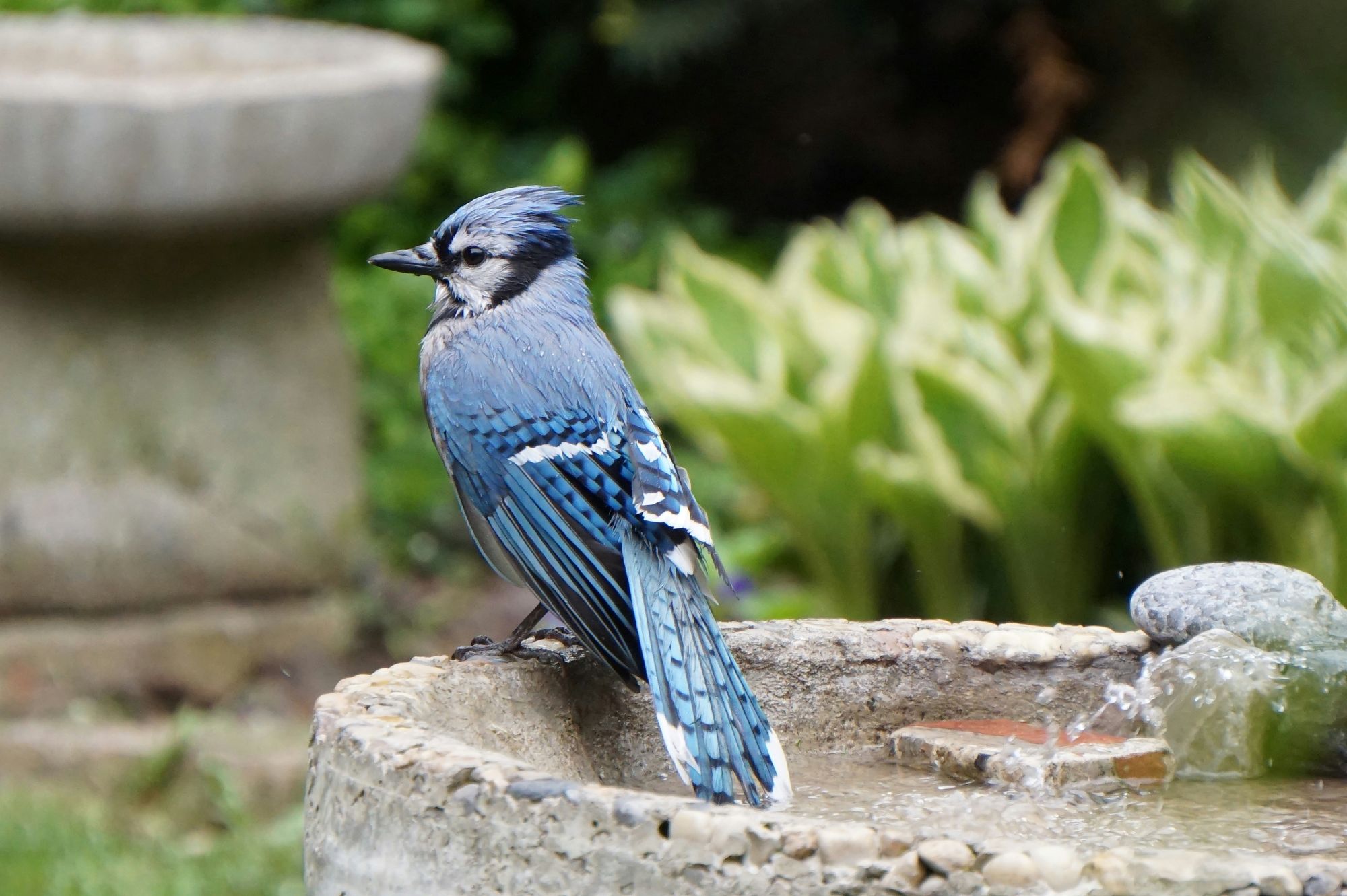 Blue Jay perched on a backyard birdbath