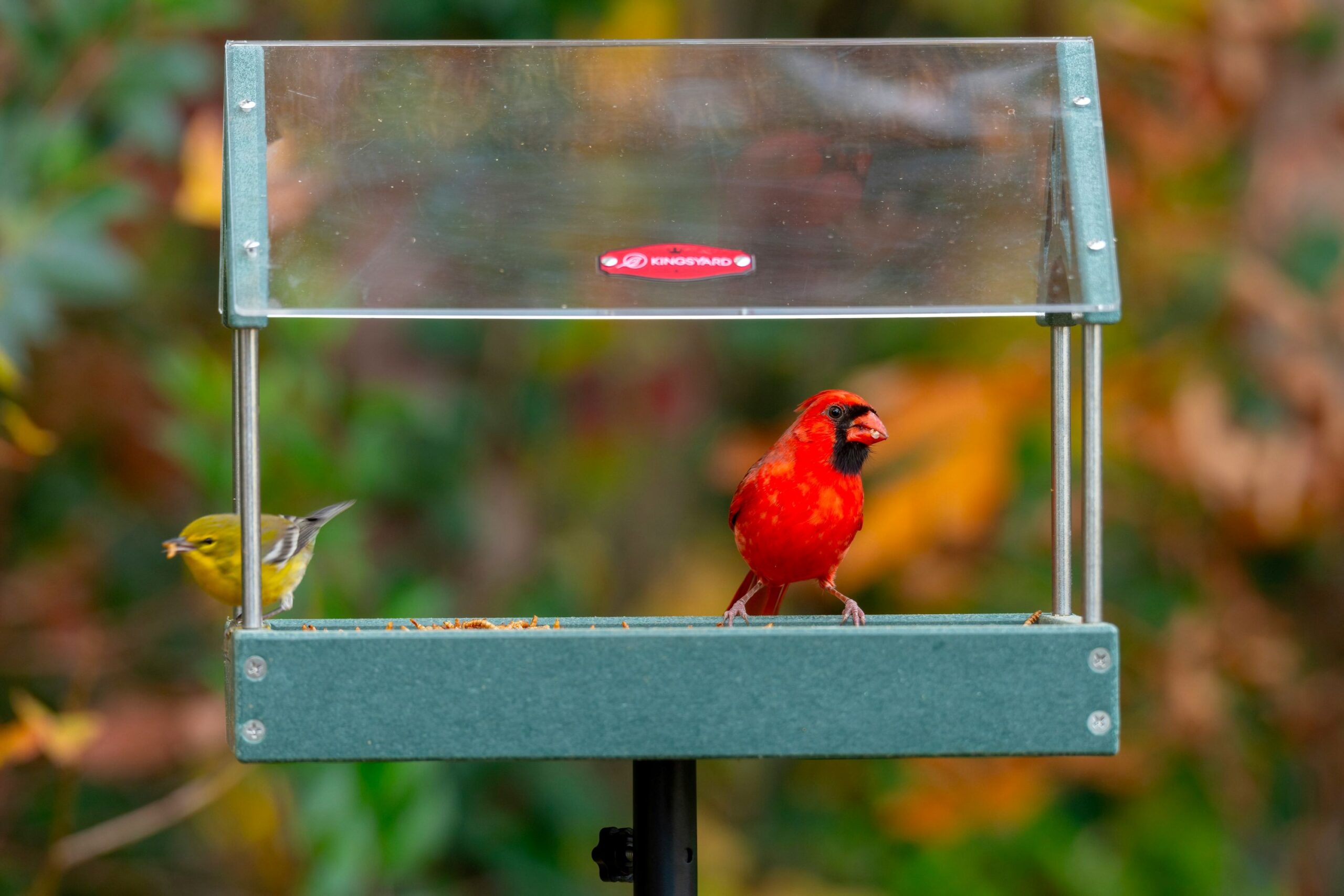 Northern cardinal visiting a backyard bird feeder