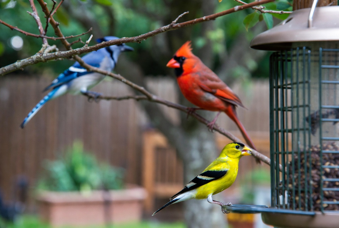 Northern Cardinal, American Goldfinch, and Blue Jay at a backyard bird feeder