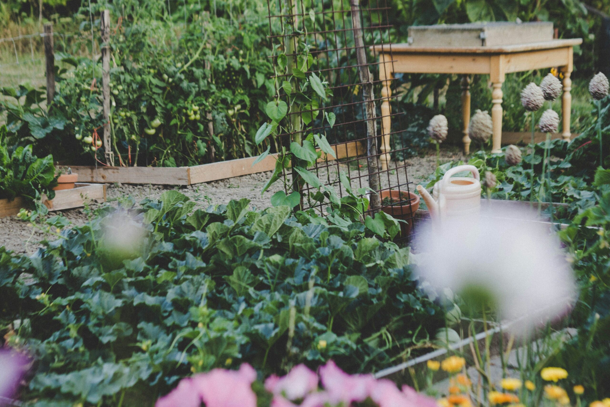 Mixed vegetable garden with leafy greens, flowers and climbing plants growing together in raised beds