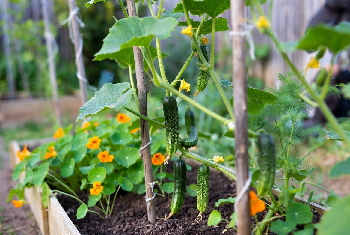Cucumber vines growing on a trellis with nasturtiums and dill in a raised garden bed