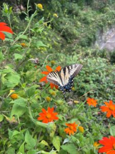 Eastern Tiger Swallowtail