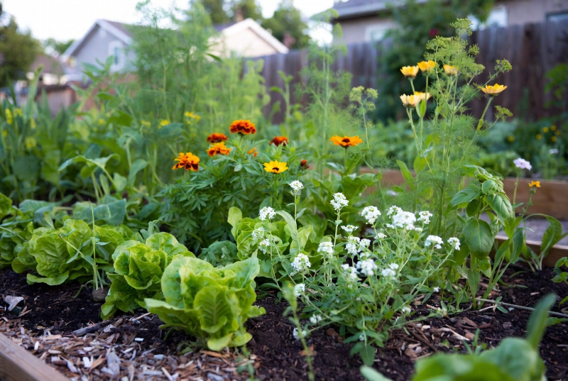 Flowers, herbs and lettuce growing together in a raised vegetable garden bed