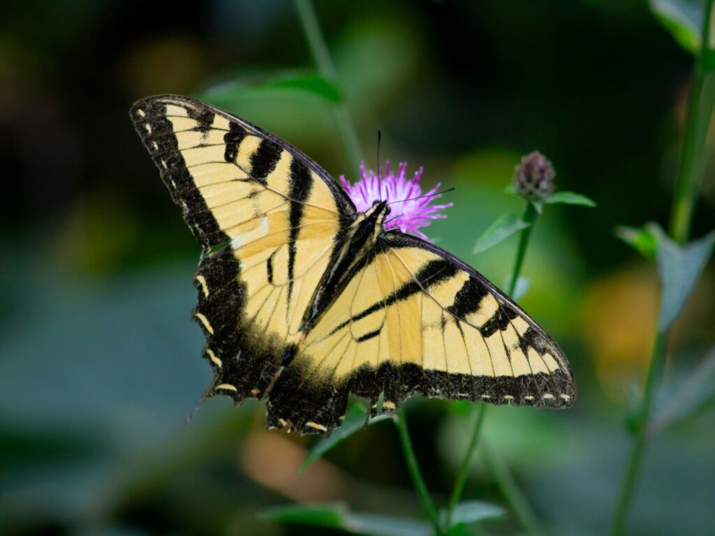 How to photograph butterflies in your garden on a purple flower