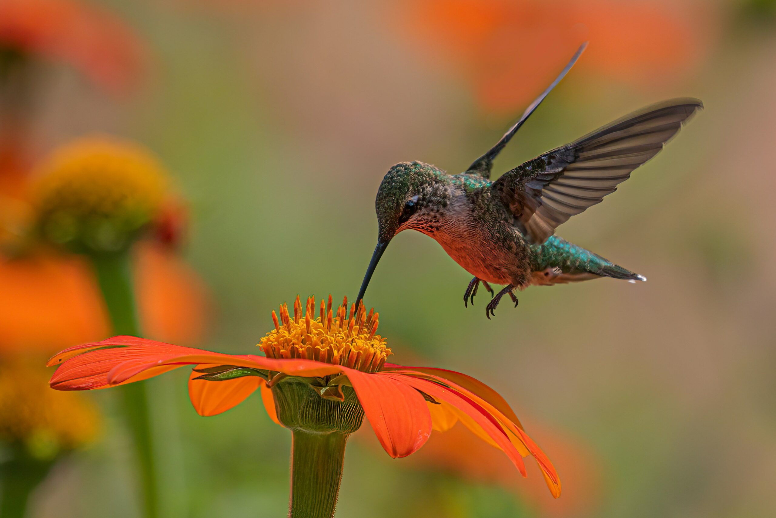 Hummingbird feeding from an orange flower in a backyard garden