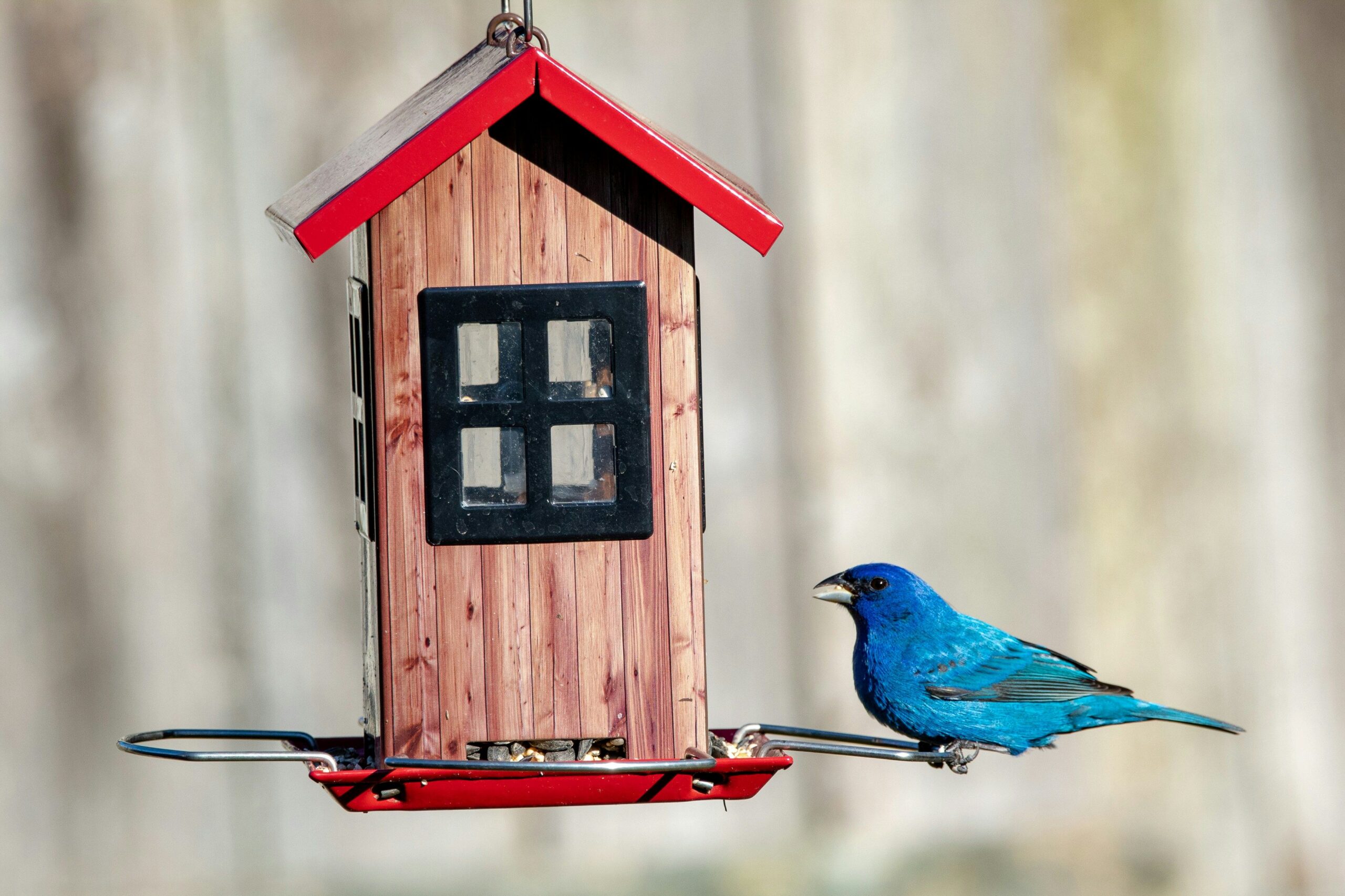 Male Indigo Bunting perched near a backyard feeder