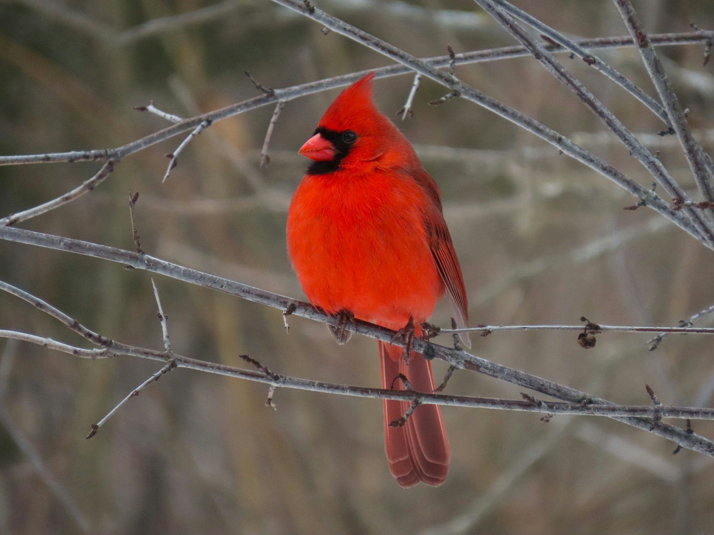 Male cardinal, one of the most colorful birds, sitting on a tree branch