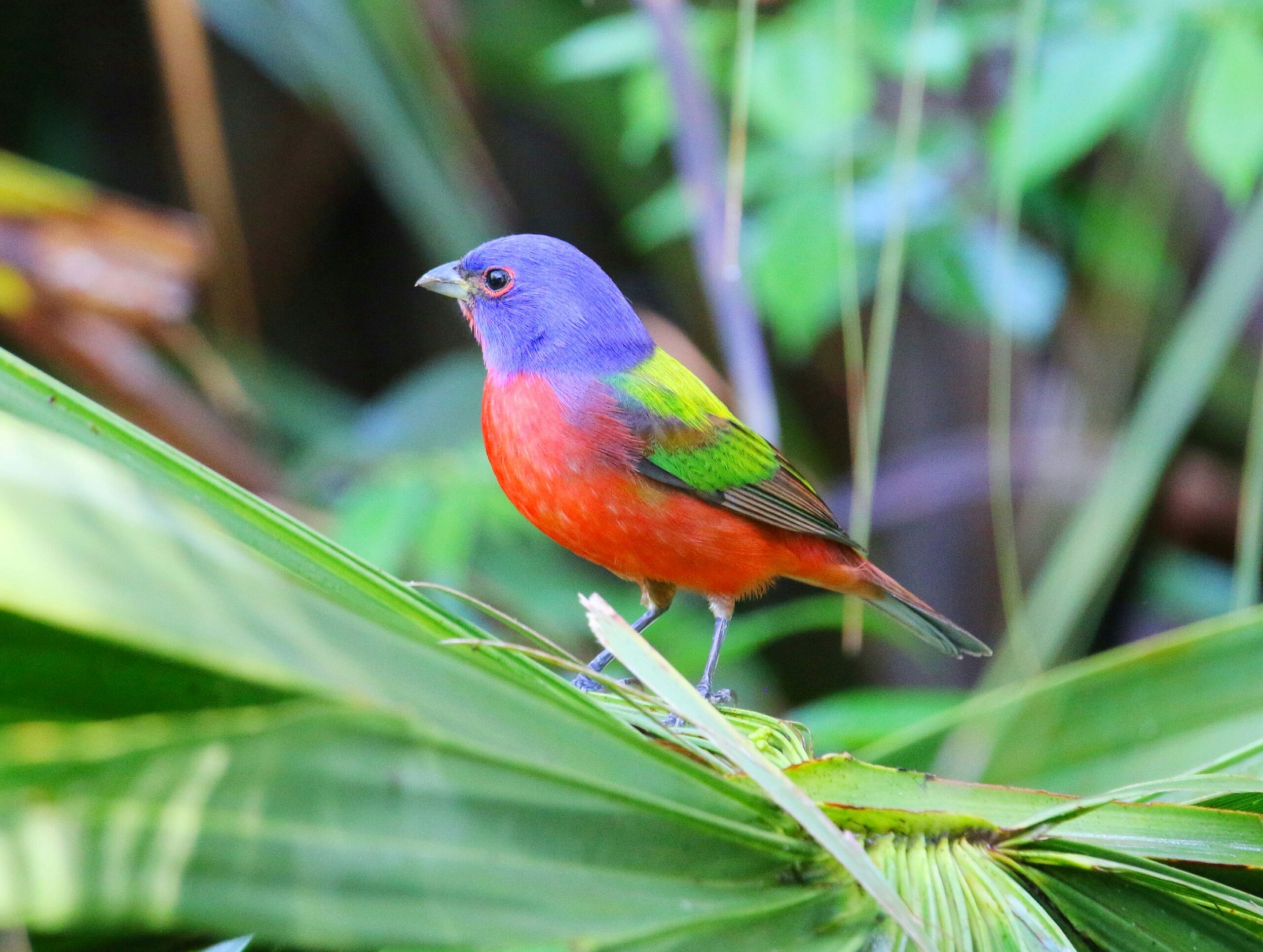 Male Painted Bunting perched on a green leaf