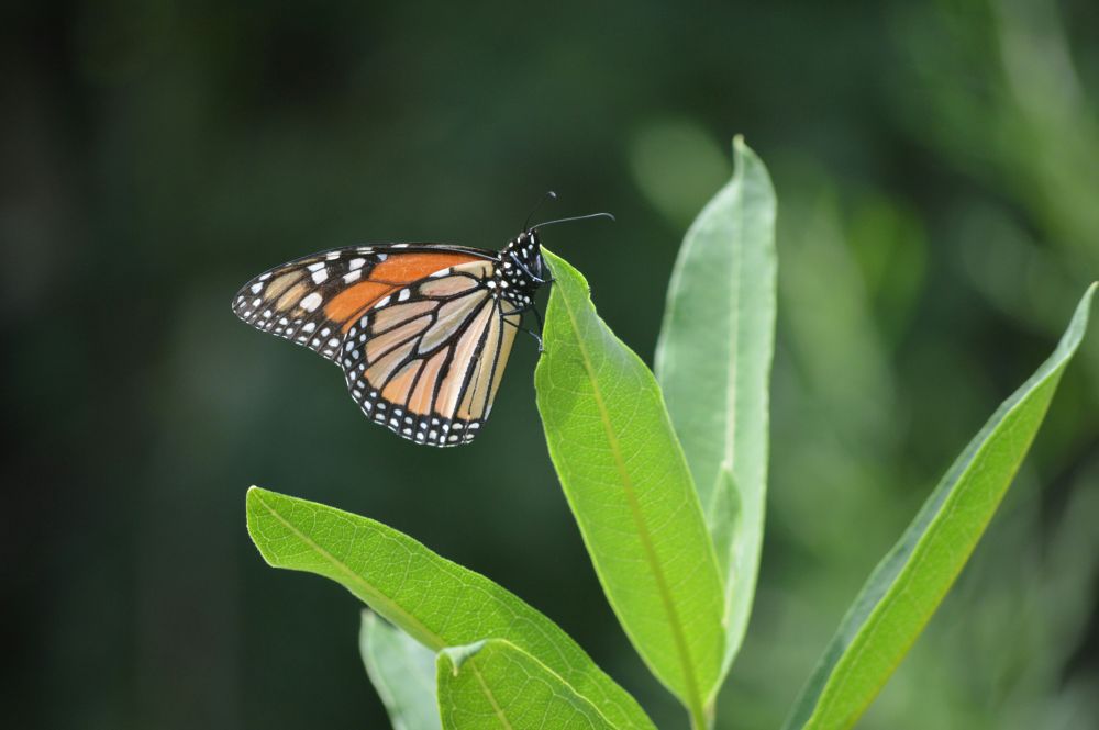 Monarch butterfly resting on green milkweed leaves