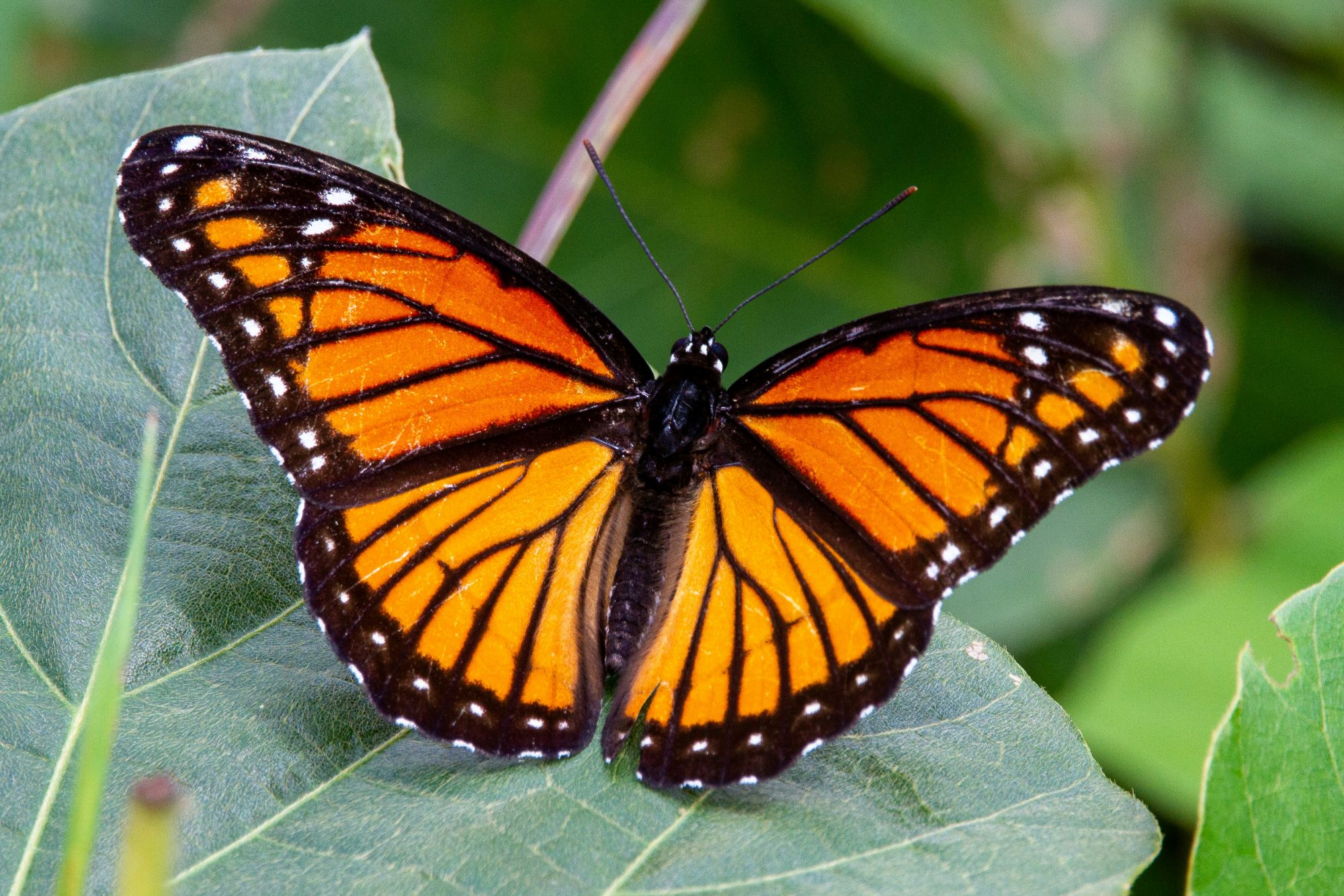 Monarch butterfly, one of the most beautiful butterflies in North America, resting on green leaves