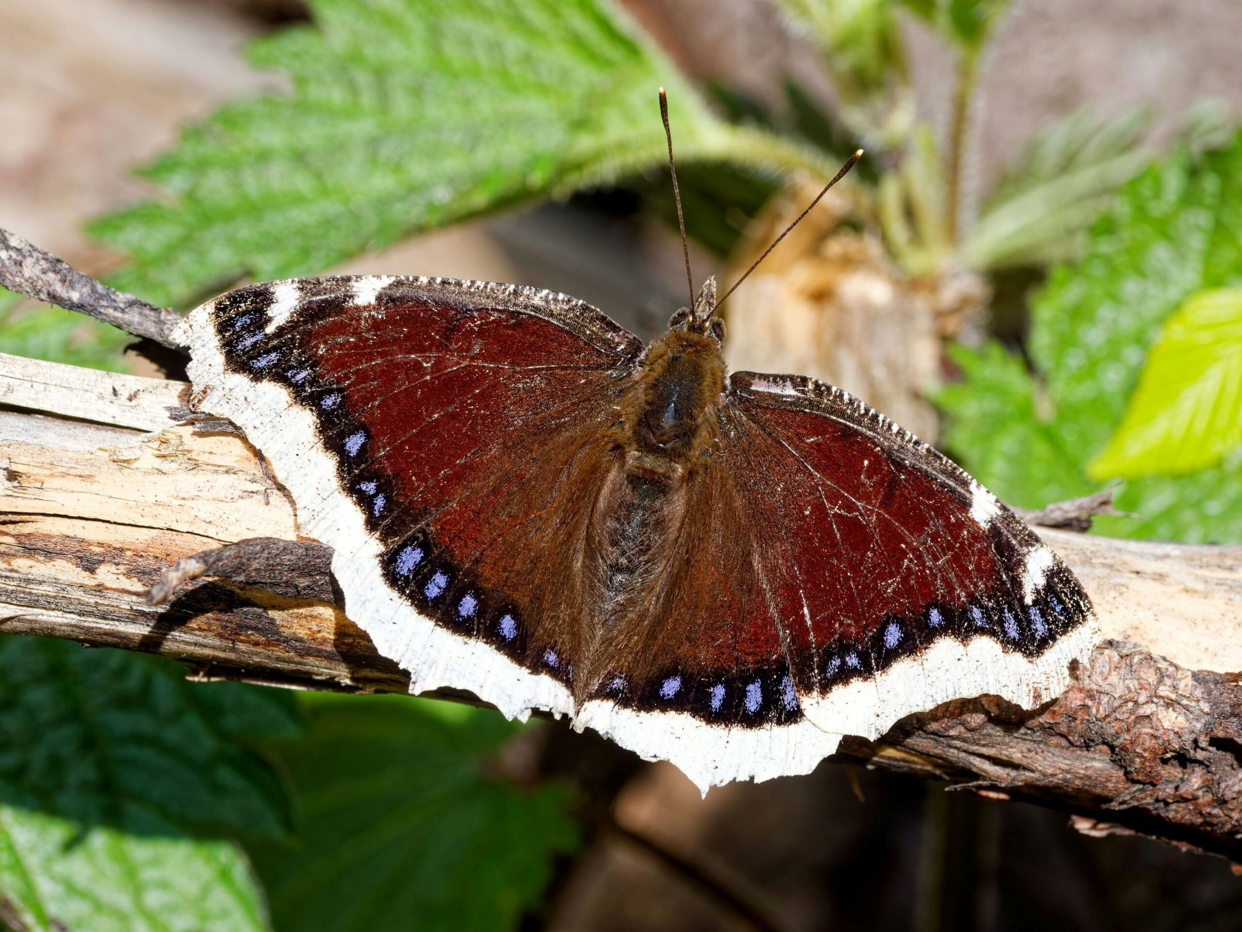 One of the most beautiful butterflies in North America, Mourning cloak butterfly resting on a branch