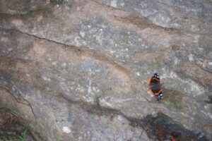 Tiny Butterfly