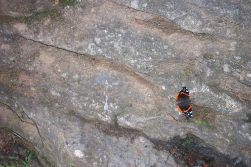 Tiny Butterfly