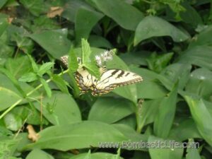 Butterfly – what kind?