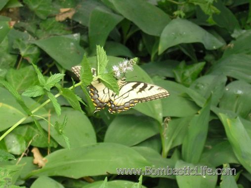Butterfly – what kind?