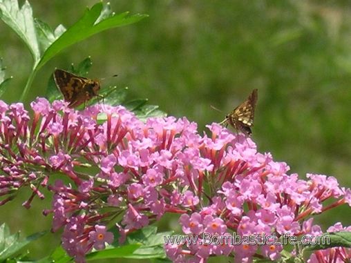 Butterflies