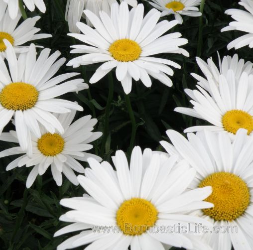 Daisys!
