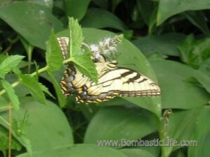 Butterfly