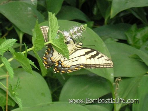 Butterfly