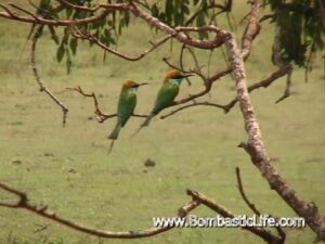 Birds in Sri Lanka