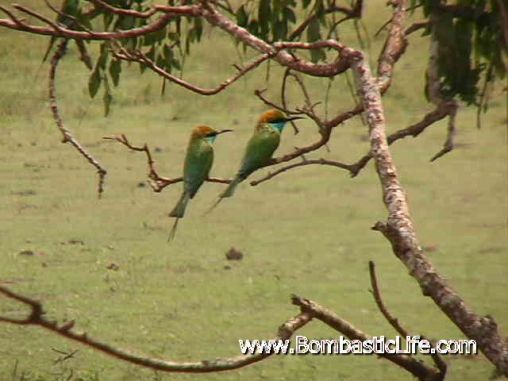 Birds in Sri Lanka