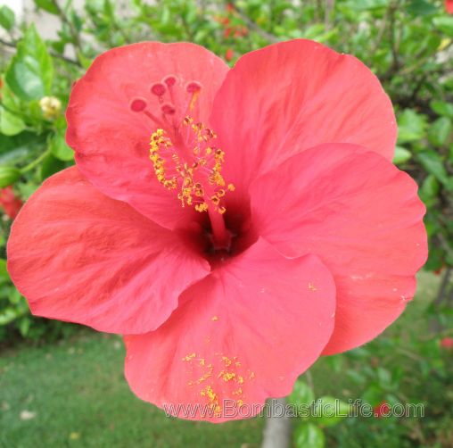 Floating Flowers – very beautiful display.