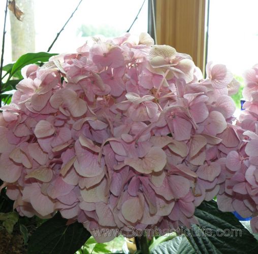 Favorite Indoor Plant