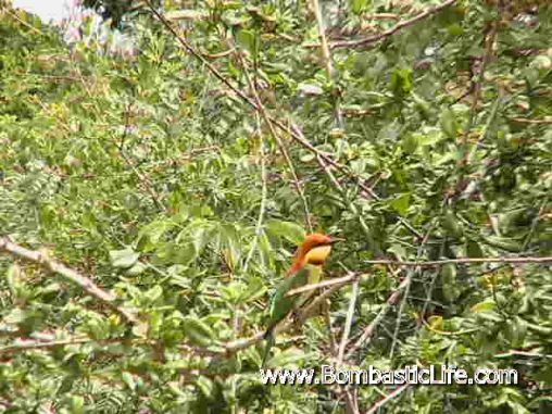 Bird in Sri Lanka