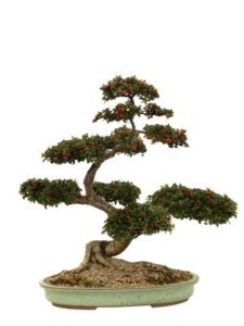 My beautiful bonsai!