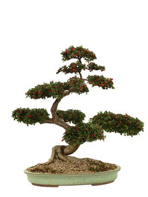 My beautiful bonsai!
