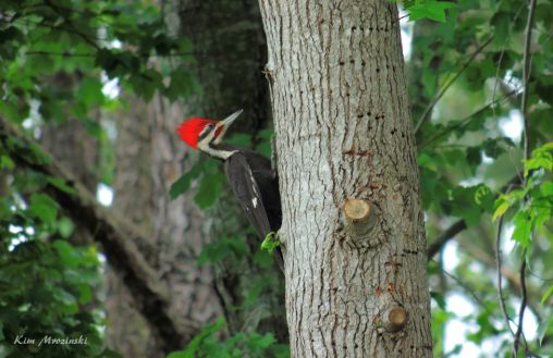 Pileated Woodpecker – Apr 30