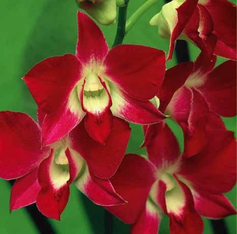 My lovely orchids!