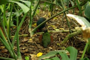 Birds…