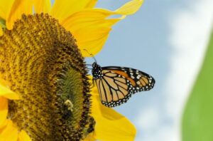 Monarch Butterfly and Sunflower