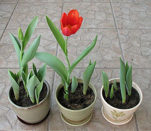 Tulips in containers