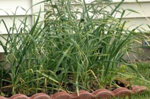 Garlic in my garden