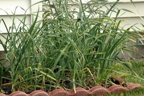 Garlic in my garden
