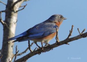 Eastern Bluebird(b) – Mar 13